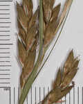 Darkgreen sedge